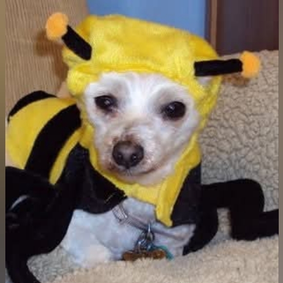 Dogs & Kids - Picture 7 of 16